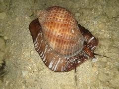 Tonna perdix