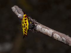 Gasteracantha taeniata