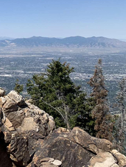 Juniperus occidentalis