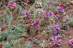 Astragalus hallii