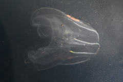 Bolinopsis microptera