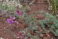 Astragalus hallii