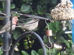 Haemorhous mexicanus