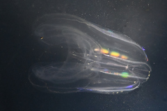 Bolinopsis microptera