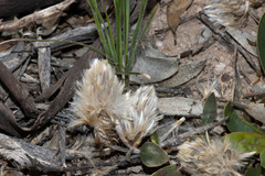 Ptilotus seminudus