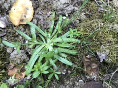 Plagiobothrys reticulatus