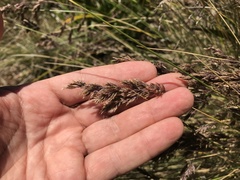 Poa poiformis