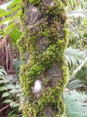 Sphaeropteris tomentosa