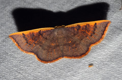 Picromorpha pyrrhopa