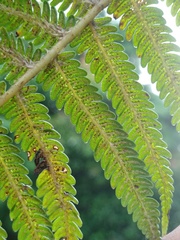 Sphaeropteris tomentosa