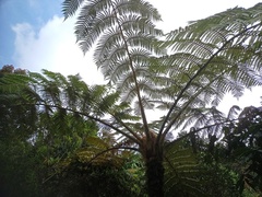 Sphaeropteris tomentosa