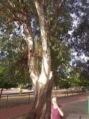 Eucalyptus dalrympleana