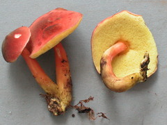 Singerocomus inundabilis