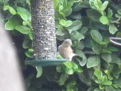 Haemorhous mexicanus