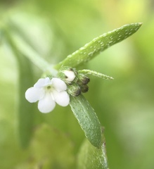 Plagiobothrys reticulatus