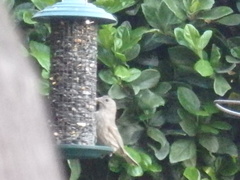 Haemorhous mexicanus