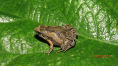 Microhyla orientalis