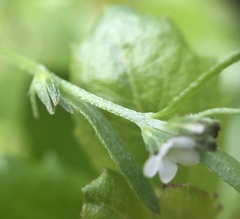 Plagiobothrys reticulatus