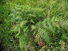 Pteridium revolutum
