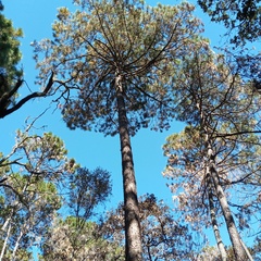 Pinus hartwegii