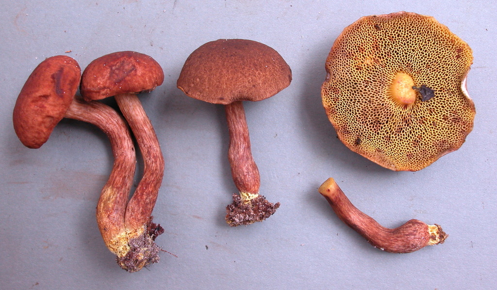 Xerocomus amazonicus
