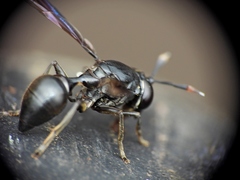 Polybiomyia