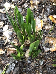 Hyacinthus orientalis