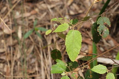 Seringia arborescens