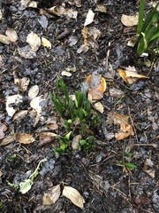 Hyacinthus orientalis