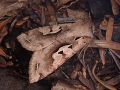 Perigrapha hoenei