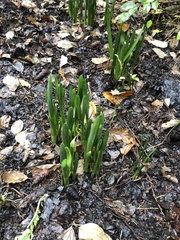 Hyacinthus orientalis