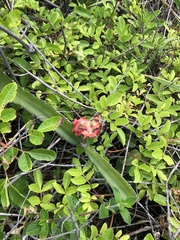 Selenicereus setaceus