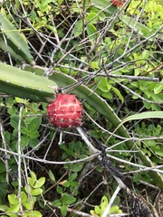 Selenicereus setaceus