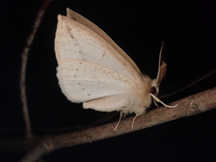 Descoreba simplex