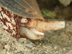 Conus striatus