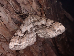 Protalcis concinnata