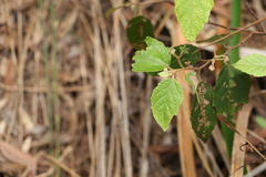 Seringia arborescens