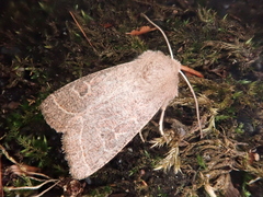Orthosia paromoea