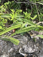 Selenicereus setaceus