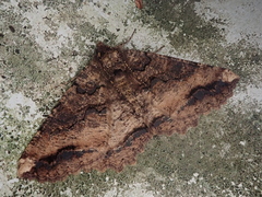 Cryptochorina amphidasyaria