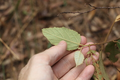 Seringia arborescens