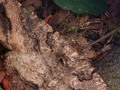 Cryptochorina amphidasyaria