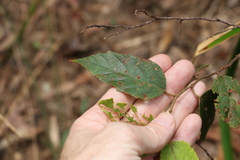 Seringia arborescens