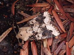 Orthosia limbata