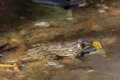 Lithobates chiricahuensis