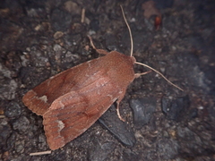Orthosia odiosa