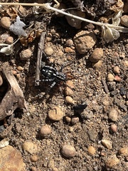 Nyssus