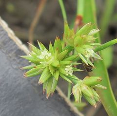 Juncus fockei