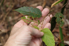 Seringia arborescens