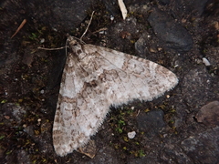 Esakiopteryx volitans